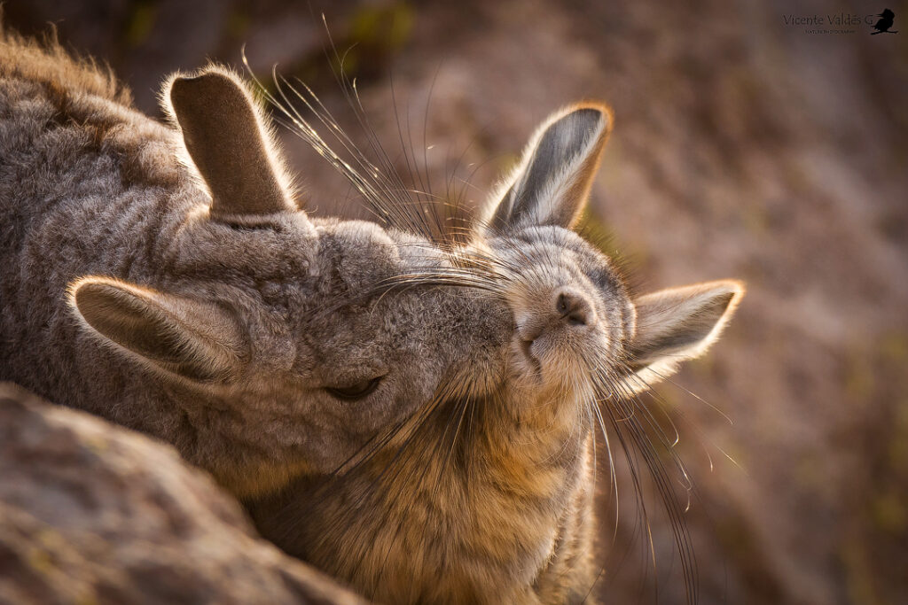 Vizcacha (Lagidium viscacia). Créditos: ©Vicente Valdés Guzmán @biodiversidad_chilena
