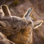 Vizcacha (Lagidium viscacia). Créditos: ©Vicente Valdés Guzmán @biodiversidad_chilena