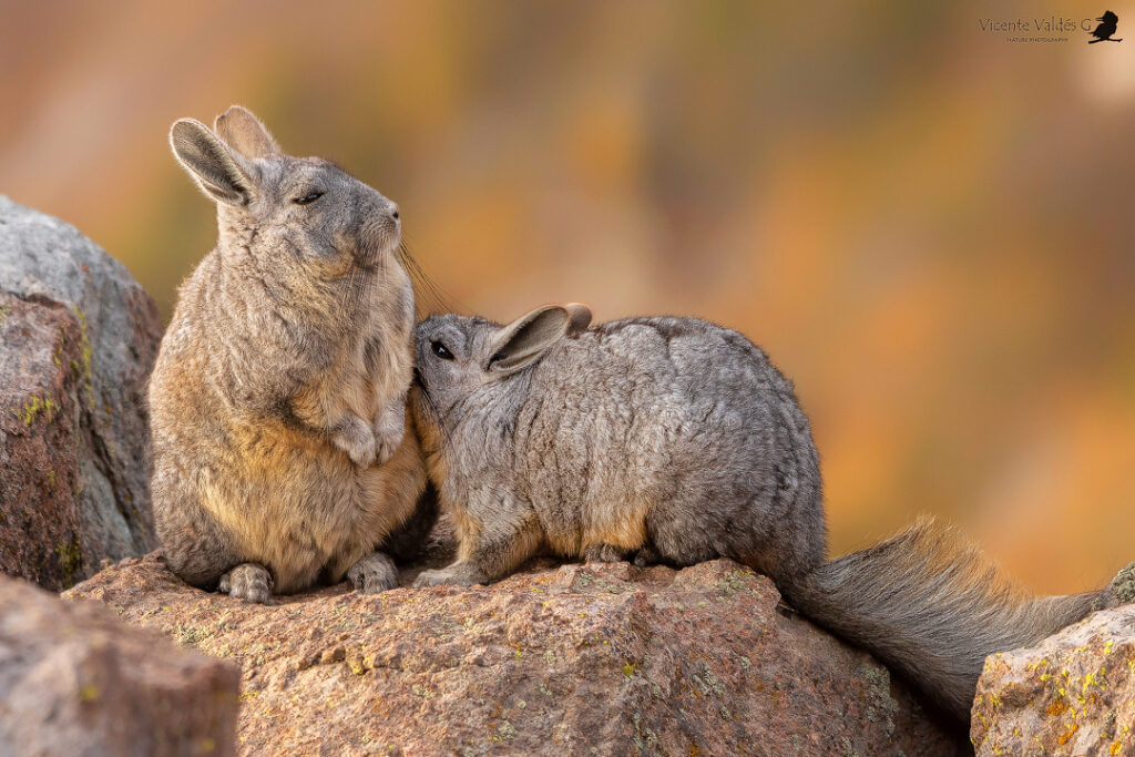 Vizcacha (Lagidium viscacia). Créditos: ©Vicente Valdés Guzmán @biodiversidad_chilena