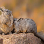 Vizcacha (Lagidium viscacia). Créditos: ©Vicente Valdés Guzmán @biodiversidad_chilena