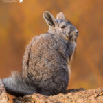 Vizcacha (Lagidium viscacia). Créditos: ©Vicente Valdés Guzmán @biodiversidad_chilena