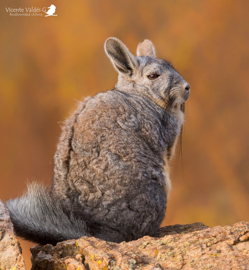 Vizcacha (Lagidium viscacia). Créditos: ©Vicente Valdés Guzmán @biodiversidad_chilena
