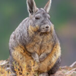 Vizcacha (Lagidium viscacia). Créditos: ©Vicente Valdés Guzmán @biodiversidad_chilena