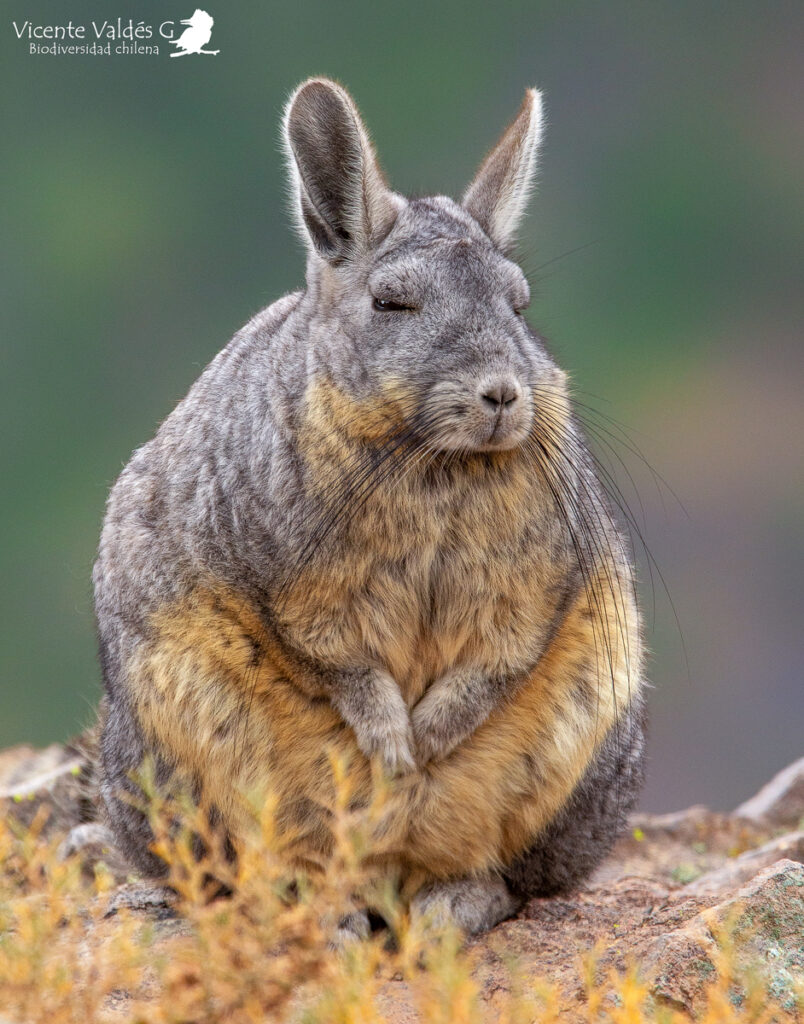 Vizcacha (Lagidium viscacia). Créditos: ©Vicente Valdés Guzmán @biodiversidad_chilena