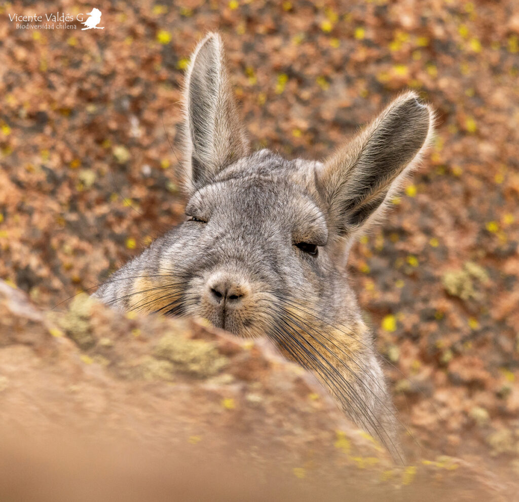 Vizcacha (Lagidium viscacia). Créditos: ©Vicente Valdés Guzmán @biodiversidad_chilena