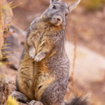 Vizcacha (Lagidium viscacia). Créditos: ©Vicente Valdés Guzmán @biodiversidad_chilena
