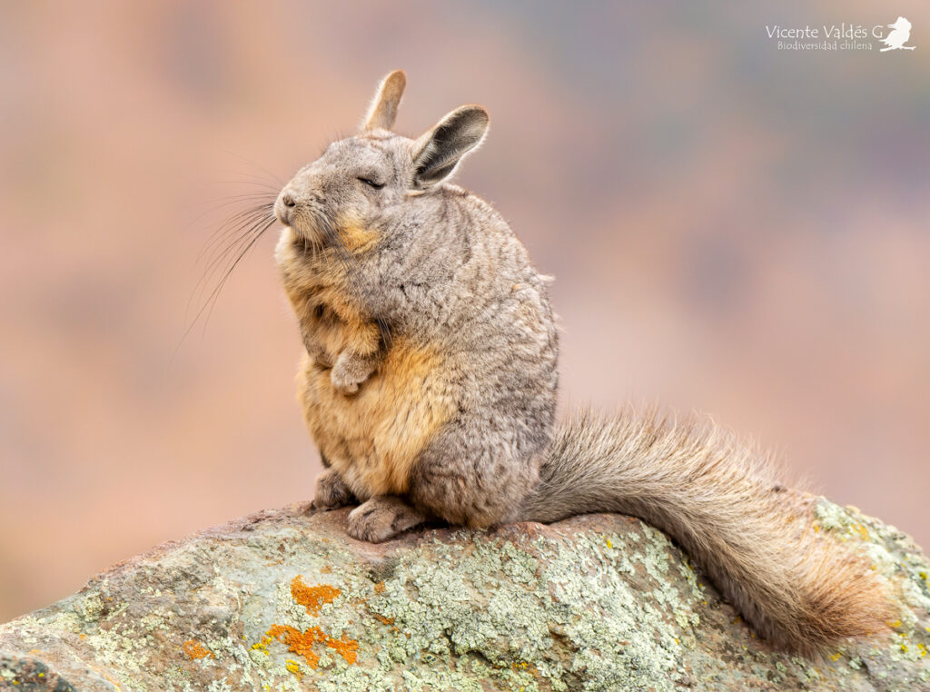 Vizcacha (Lagidium viscacia). Créditos: ©Vicente Valdés Guzmán @biodiversidad_chilena
