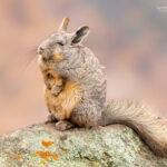 Vizcacha (Lagidium viscacia). Créditos: ©Vicente Valdés Guzmán @biodiversidad_chilena