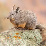 Vizcacha (Lagidium viscacia). Créditos: ©Vicente Valdés Guzmán @biodiversidad_chilena
