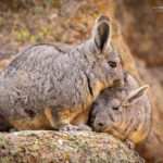 Vizcacha (Lagidium viscacia). Créditos: ©Vicente Valdés Guzmán @biodiversidad_chilena