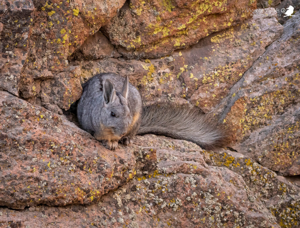 Vizcacha (Lagidium viscacia). Créditos: ©Vicente Valdés Guzmán @biodiversidad_chilena