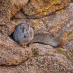 Vizcacha (Lagidium viscacia). Créditos: ©Vicente Valdés Guzmán @biodiversidad_chilena