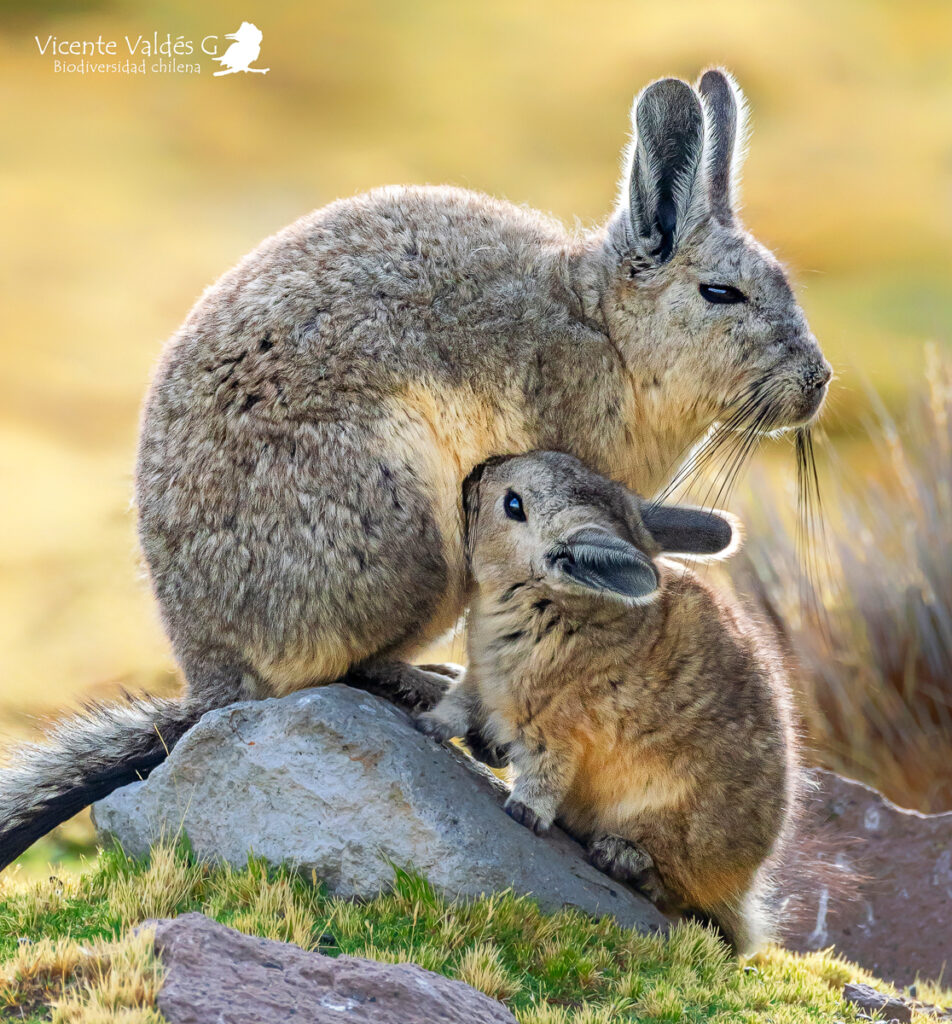 Vizcacha (Lagidium viscacia). Créditos: ©Vicente Valdés Guzmán @biodiversidad_chilena