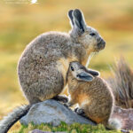 Vizcacha (Lagidium viscacia). Créditos: ©Vicente Valdés Guzmán @biodiversidad_chilena