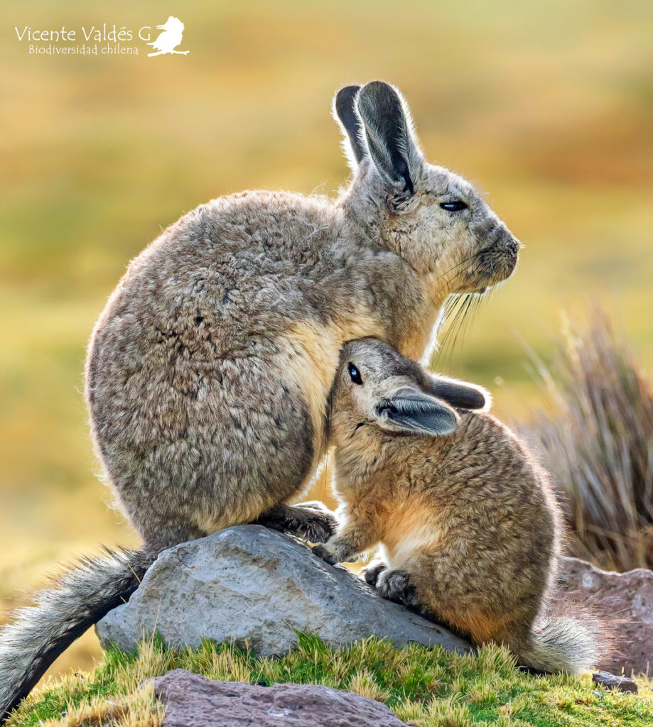 Vizcacha (Lagidium viscacia). Créditos: ©Vicente Valdés Guzmán @biodiversidad_chilena