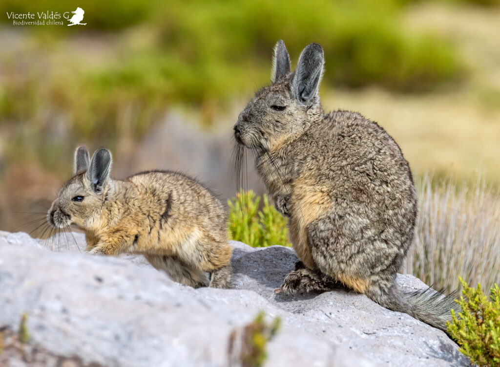 Vizcacha (Lagidium viscacia). Créditos: ©Vicente Valdés Guzmán @biodiversidad_chilena