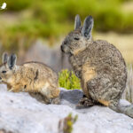 Vizcacha (Lagidium viscacia). Créditos: ©Vicente Valdés Guzmán @biodiversidad_chilena