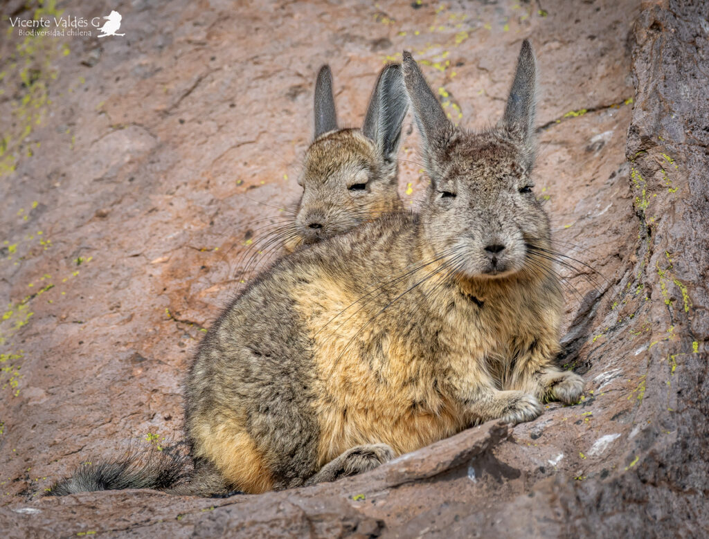 Vizcacha (Lagidium viscacia). Créditos: ©Vicente Valdés Guzmán @biodiversidad_chilena