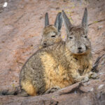 Vizcacha (Lagidium viscacia). Créditos: ©Vicente Valdés Guzmán @biodiversidad_chilena