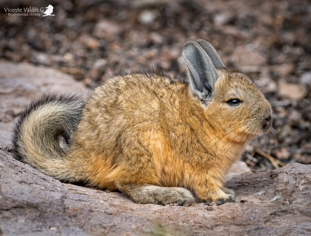 Vizcacha (Lagidium viscacia). Créditos: ©Vicente Valdés Guzmán @biodiversidad_chilena