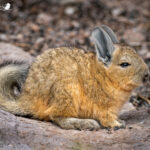 Vizcacha (Lagidium viscacia). Créditos: ©Vicente Valdés Guzmán @biodiversidad_chilena