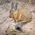 Vizcacha (Lagidium viscacia). Créditos: ©Vicente Valdés Guzmán @biodiversidad_chilena