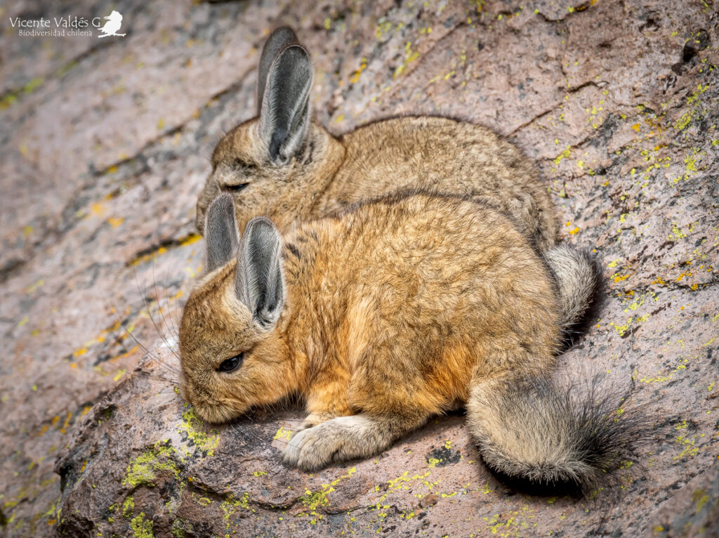Vizcacha (Lagidium viscacia). Créditos: ©Vicente Valdés Guzmán @biodiversidad_chilena