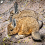 Vizcacha (Lagidium viscacia). Créditos: ©Vicente Valdés Guzmán @biodiversidad_chilena