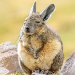 Vizcacha (Lagidium viscacia). Créditos: ©Vicente Valdés Guzmán @biodiversidad_chilena