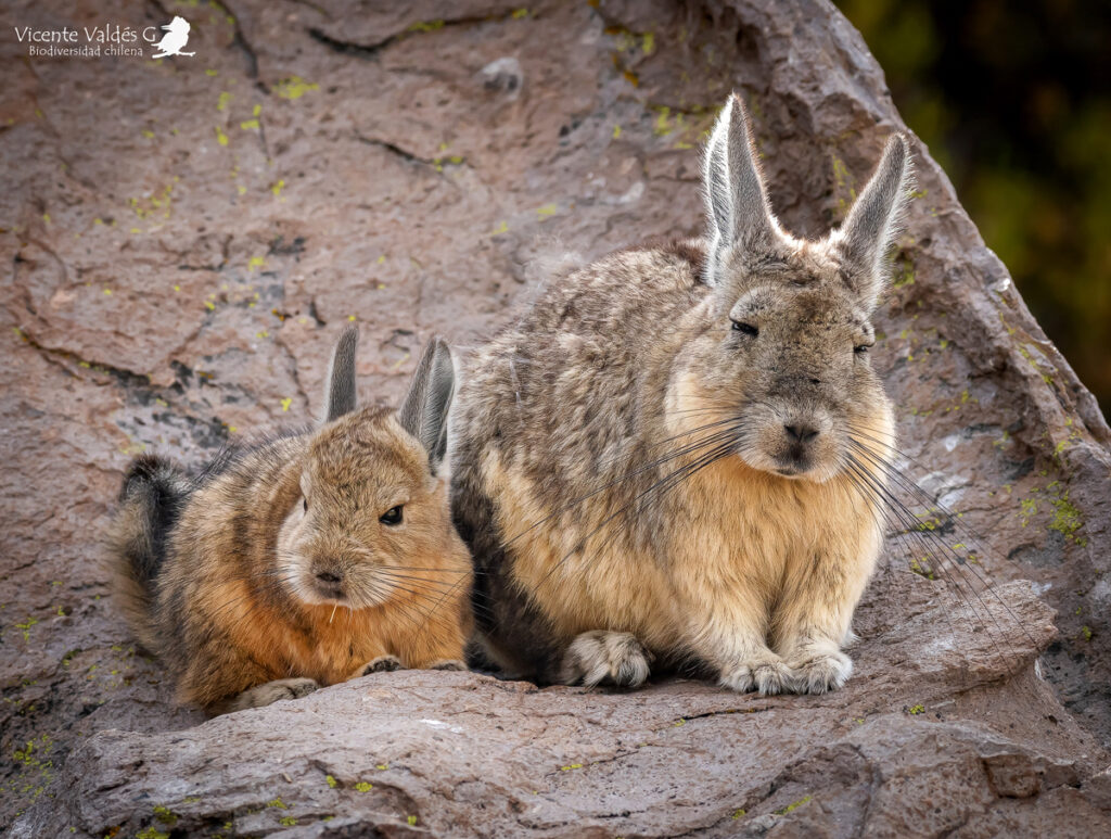 Vizcacha (Lagidium viscacia). Créditos: ©Vicente Valdés Guzmán @biodiversidad_chilena