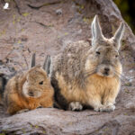 Vizcacha (Lagidium viscacia). Créditos: ©Vicente Valdés Guzmán @biodiversidad_chilena