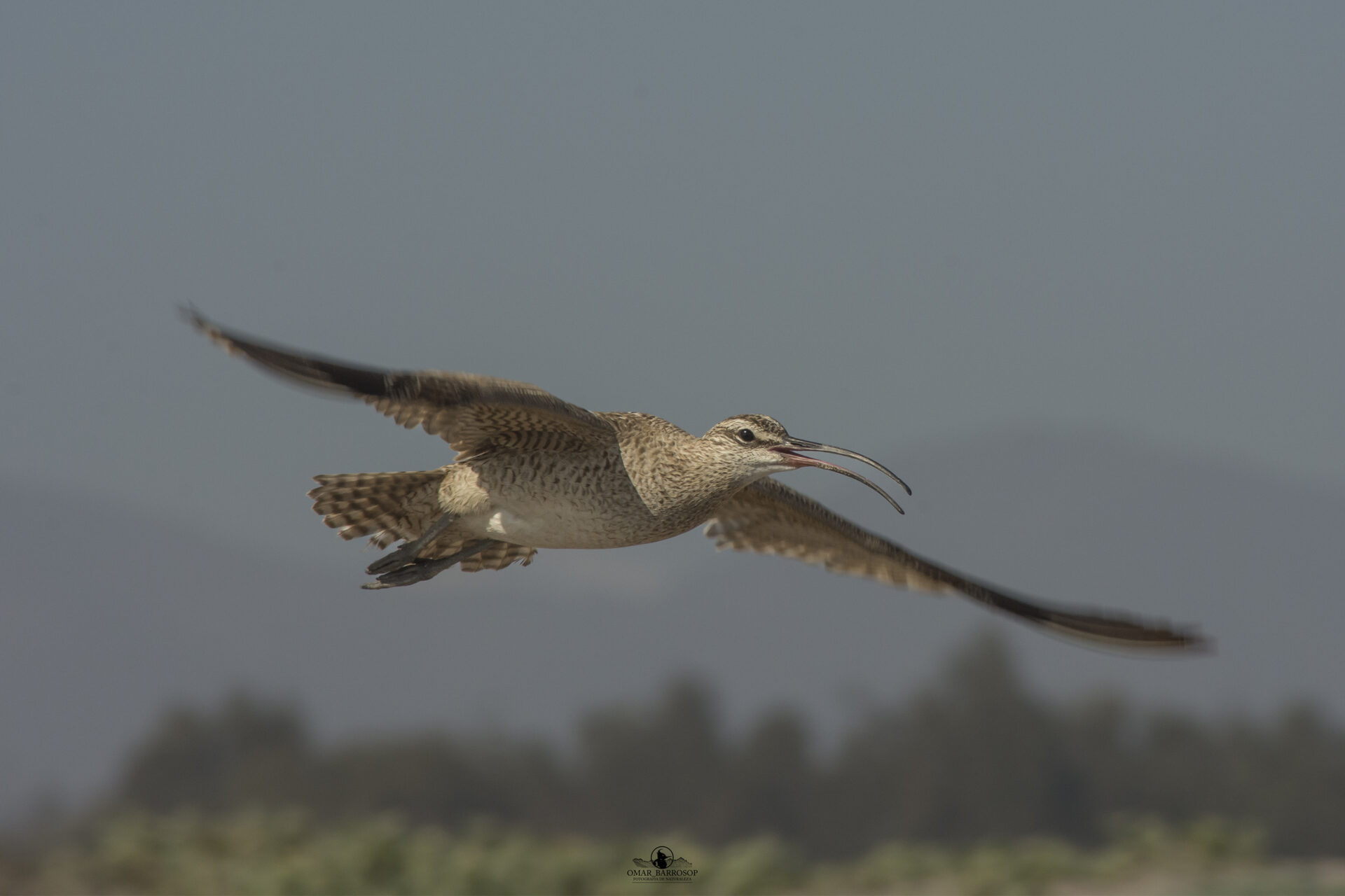 OPINIÓN | Día de las Aves Migratorias: «Son mucho más que criaturas que surcan el cielo; las migratorias son un reflejo de la salud del planeta»