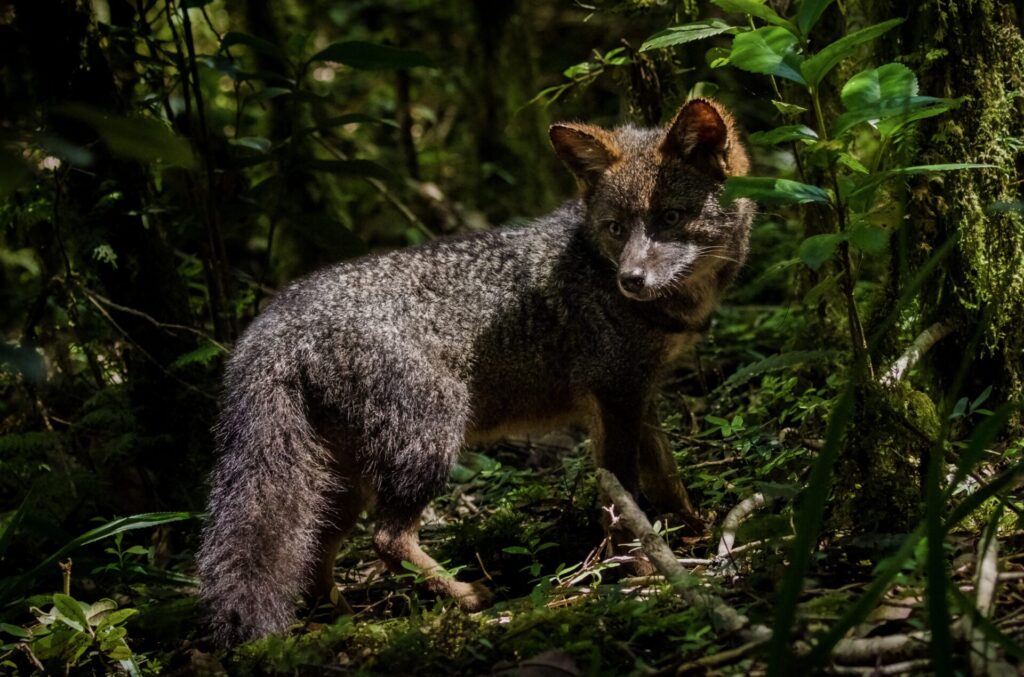 Zorro de Darwin. Créditos: ©Cristobal Santamaria