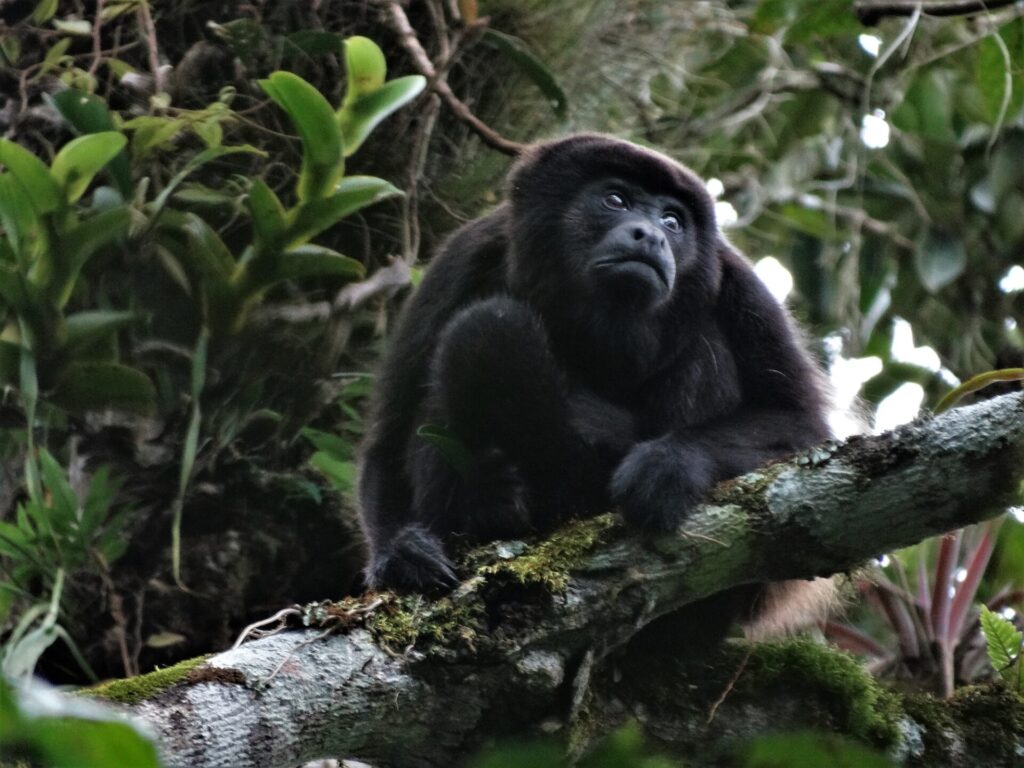 Mono aullador de manto (Alouatta palliata aequatorialis). Créditos: Irene Duch-Latorre