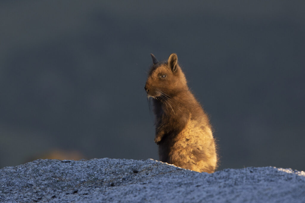 Viscacha. Créditos: Bernardo Segura