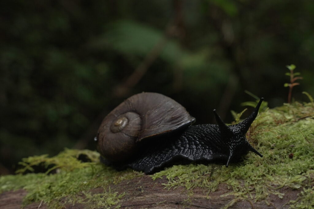 Caracol negro (Macrocyclis peruvianus). Créditos: Mateo Barrenengoa 