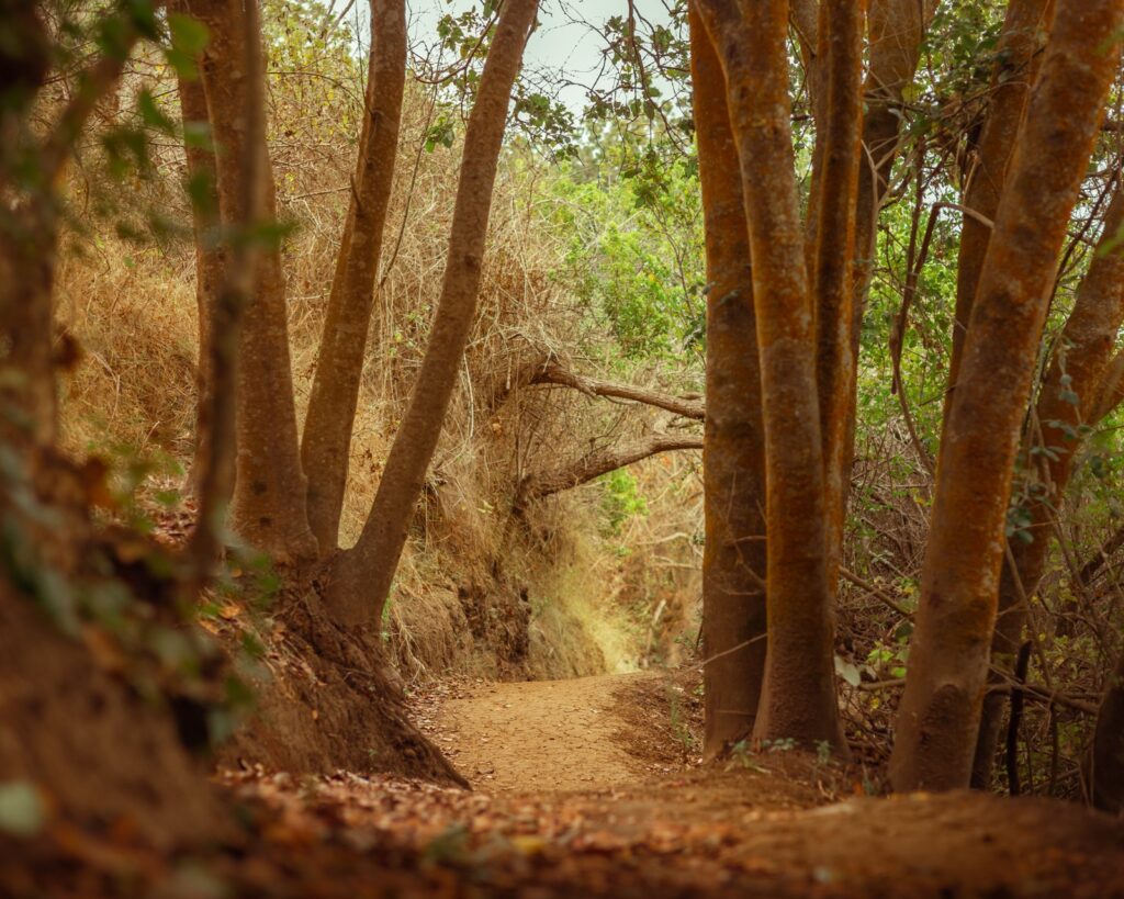 Sendero mountainbike. Parque Tricao.