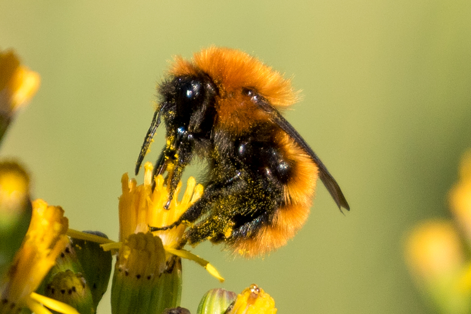  ¡Buenas noticias para la conservación del abejorro chileno! Crean sistema que identifica su zumbido y lo diferencia de especies introducidas