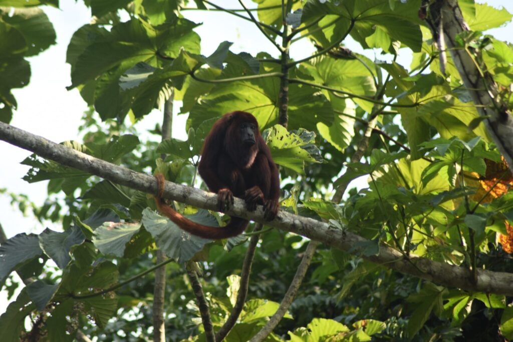 Mono aullador rojo (Alouatta seniculus) fotografiado en Colombia. Créditos: Camila Bastidas
