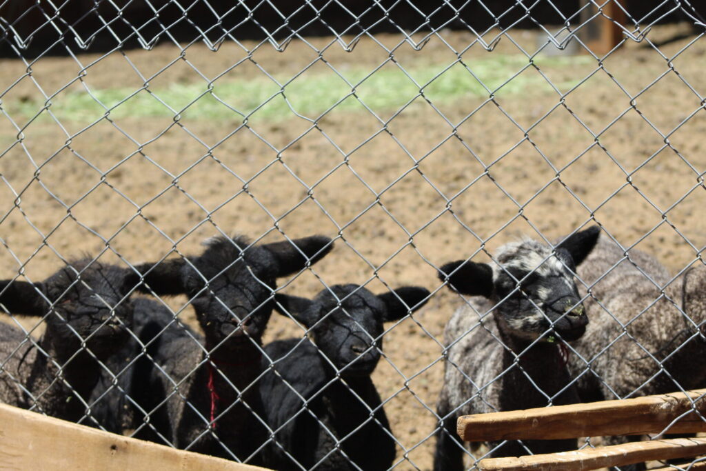 Animales de Juan. Foto: Jessica Acuña.
