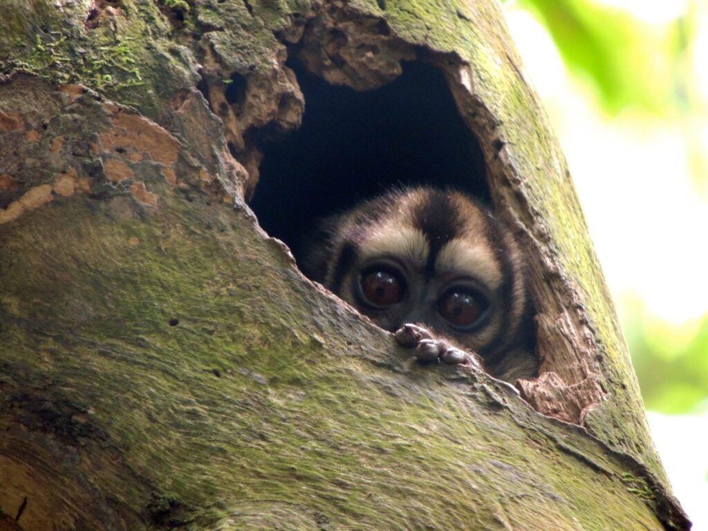 Mono nocturno (Aotus lemurinus) en Ecuador. Créditos: Sebastián Montilla