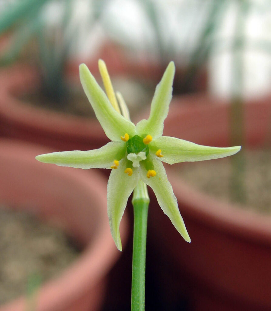 Atacamallium en Morro Moreno. Créditos Nicolás García.