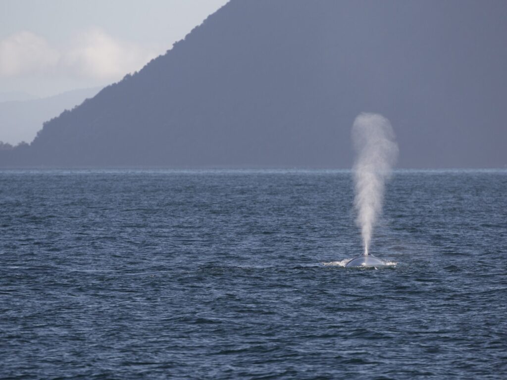 Ballena azul en Golfo de Corcovado, sur de Chile. Créditos: © WWF Chile Marcelo Flores