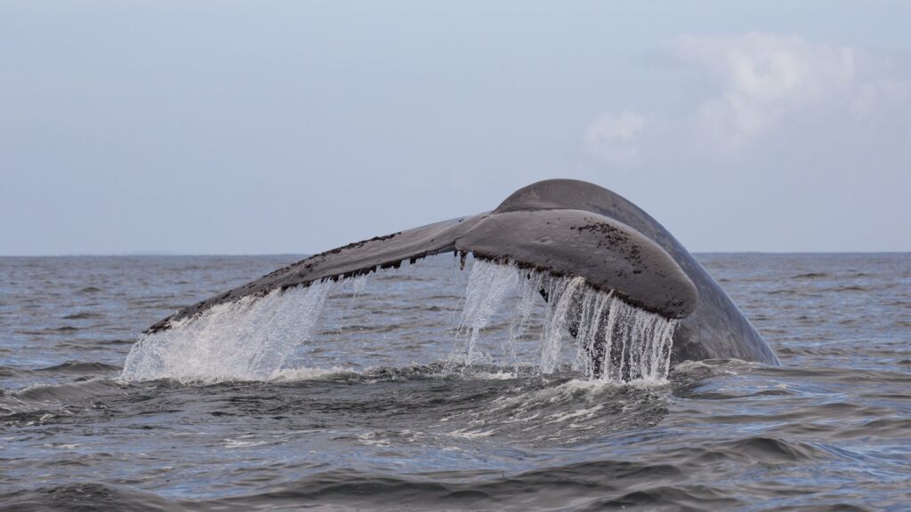 Ballena azul en Golfo de Corcovado, sur de Chile. Créditos: © WWF Chile – Marcelo Flores