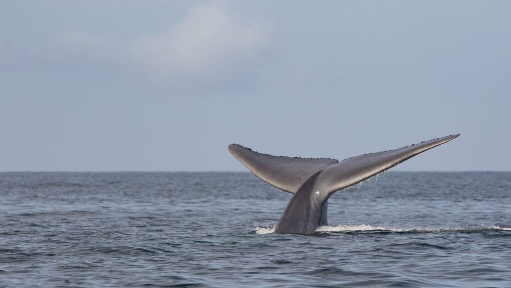 Ballena azul en Golfo de Corcovado, sur de Chile. Créditos: © WWF Chile Marcelo Flores