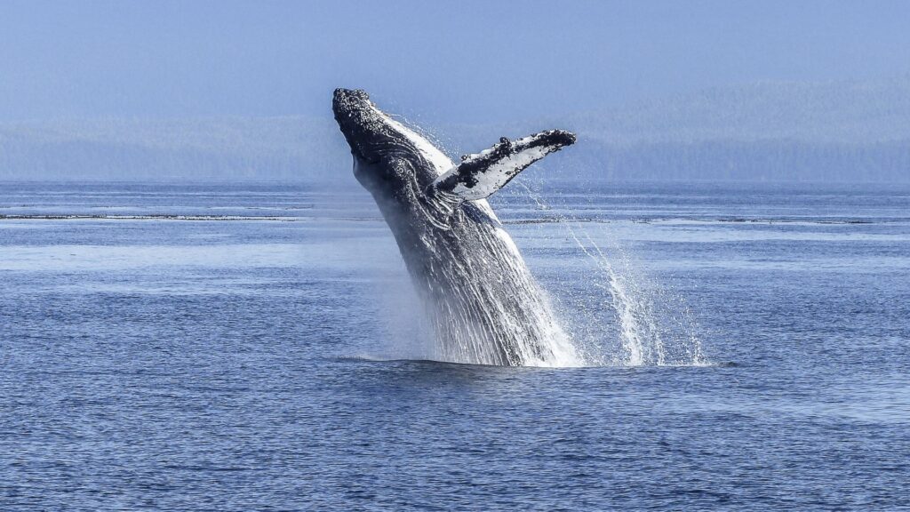 Ballena jorobada. Créditos: ArtTower.