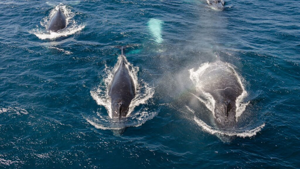 Ballenas nadando por el mar. Créditos: Druid007.