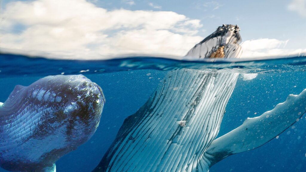 Ballenas respirando. Créditos: Kadumago.