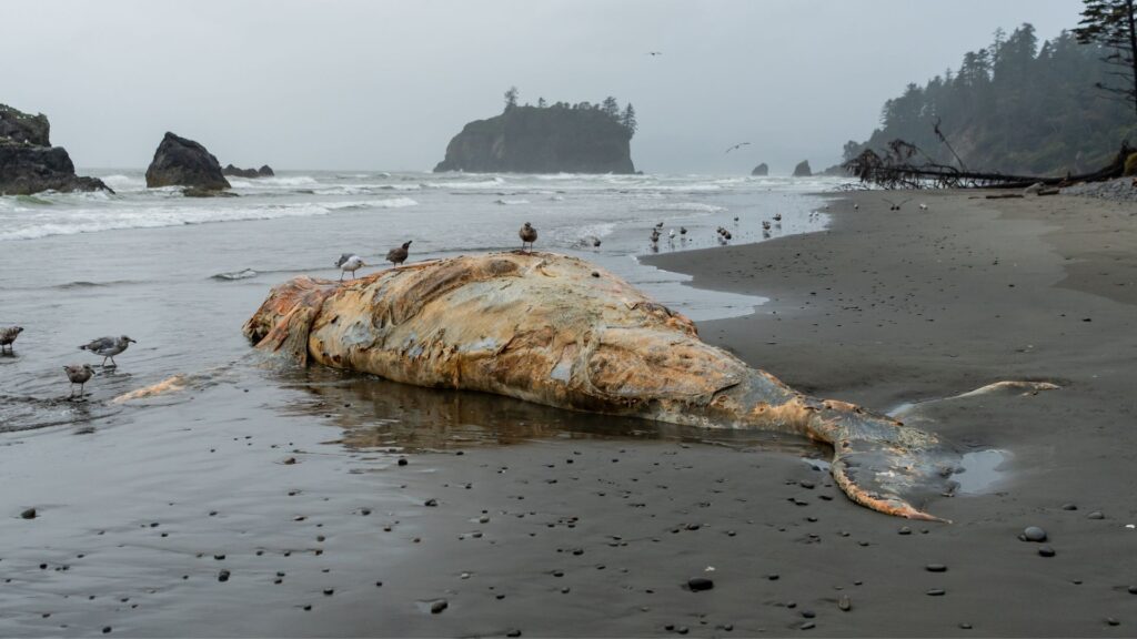 Ballena varada en la costa. Créditos: KellyvanDellen.