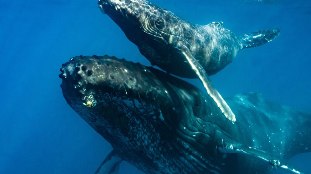 Ballena jorobada junto a su cría. Créditos: Lauren Baer.